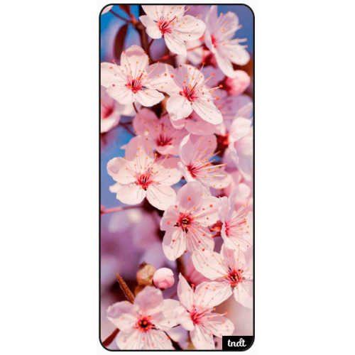 Nature Cherry Blossom